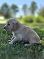 Ace --READY SEPT 26, a male Golden Retriever and English Cream Golden Retriever for sale in Auburn, KY – 4 of 10