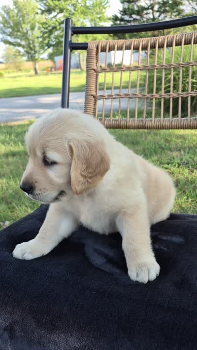 Amber --READY SEPT 26, a female Golden Retriever and English Cream Golden Retriever for sale in Auburn, KY – 9 of 9