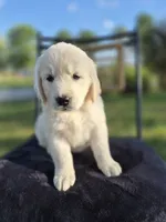 Avery --READY SEPT 26, a male Golden Retriever and English Cream Golden Retriever for sale in Auburn, KY – 5 of 8