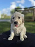 Allie --READY SEPT 26, a female Golden Retriever and English Cream Golden Retriever for sale in Auburn, KY – 3 of 8