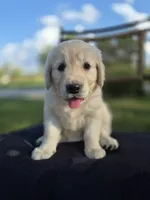 Allie --READY SEPT 26, a female Golden Retriever and English Cream Golden Retriever for sale in Auburn, KY – 2 of 8
