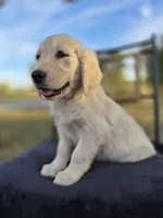 Allie, a female Golden Retriever and English Cream Golden Retriever for sale in Auburn, KY – 2 of 9