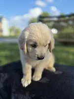 Atlas --READY SEPT 26, a male Golden Retriever and English Cream Golden Retriever for sale in Auburn, KY – 5 of 7