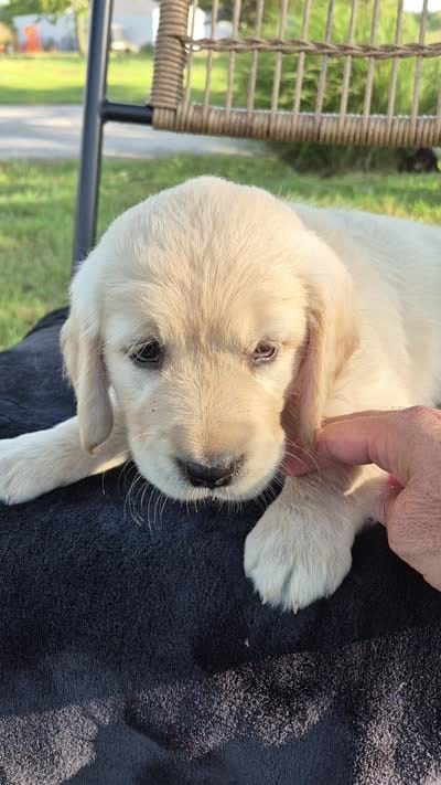 Ava --READY SEPT 26, a female Golden Retriever and English Cream Golden Retriever for sale in Auburn, KY – 9 of 9