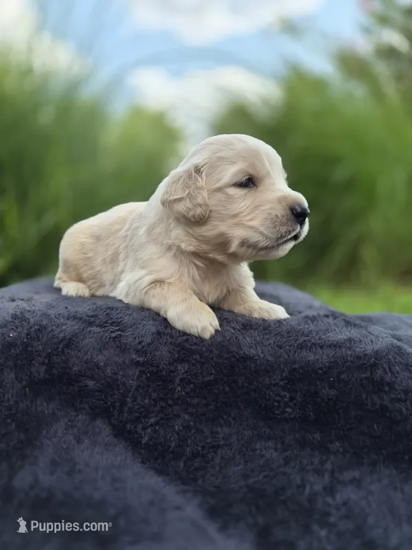 FULL AKC-- Atlas --READY SEPT 26 – Golden Retriever, English Cream Golden Retriever puppy for sale in Auburn, KY