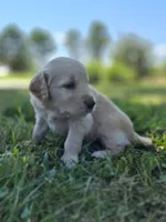 Ace --READY SEPT 26, a male Golden Retriever and English Cream Golden Retriever for sale in Auburn, KY – 9 of 10