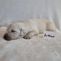 FULL AKC-- Arthur --READY SEPT 26, a male Golden Retriever and English Cream Golden Retriever for sale in Auburn, KY – 9 of 9
