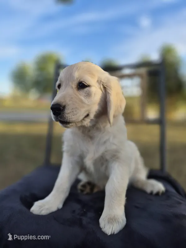 Allie --READY SEPT 26 – Golden Retriever, English Cream Golden Retriever puppy for sale in Auburn, KY