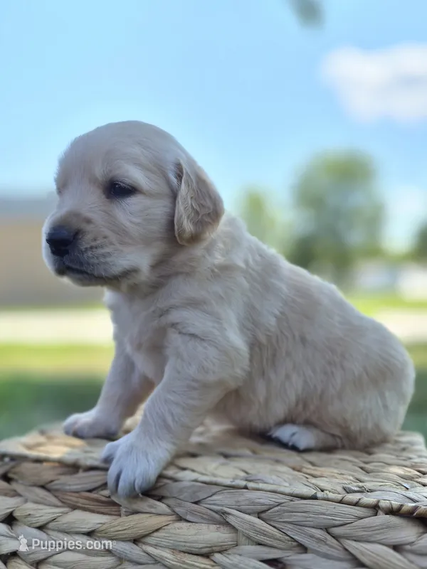 FULL AKC-- Amber --READY SEPT 26 – Golden Retriever, English Cream Golden Retriever puppy for sale in Auburn, KY