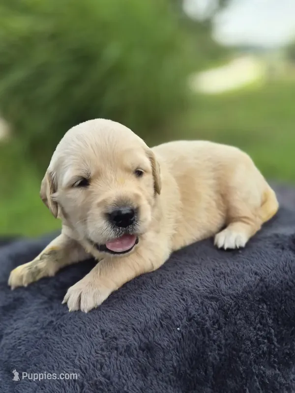 FULL AKC-- Amber --READY SEPT 26 – Golden Retriever, English Cream Golden Retriever puppy for sale in Auburn, KY