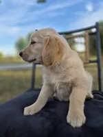 Aston , a male Golden Retriever and English Cream Golden Retriever for sale in Auburn, KY – 4 of 8