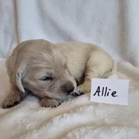FULL AKC-- Allie --READY SEPT 26, a female Golden Retriever and English Cream Golden Retriever for sale in Auburn, KY – 1 of 6