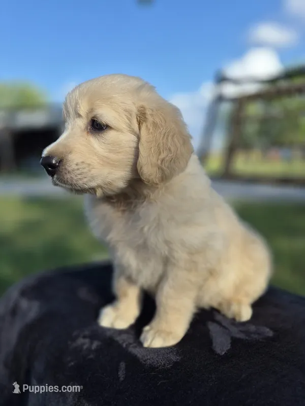 Atlas --READY SEPT 26 – Golden Retriever, English Cream Golden Retriever puppy for sale in Auburn, KY