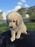 Atlas --READY SEPT 26, a male Golden Retriever and English Cream Golden Retriever for sale in Auburn, KY – 6 of 7