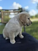 Amber --READY SEPT 26, a female Golden Retriever and English Cream Golden Retriever for sale in Auburn, KY – 5 of 9