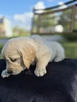 Ava --READY SEPT 26, a female Golden Retriever and English Cream Golden Retriever for sale in Auburn, KY – 3 of 9