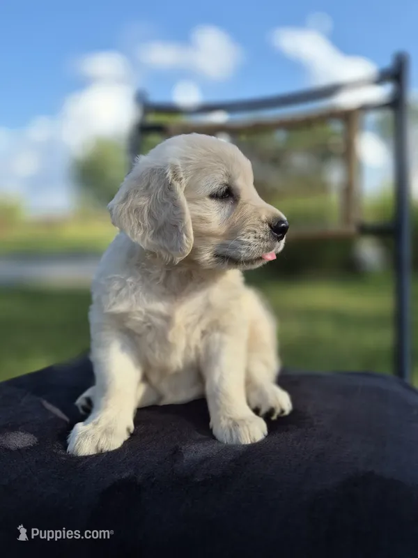 Allie --READY SEPT 26 – Golden Retriever, English Cream Golden Retriever puppy for sale in Auburn, KY