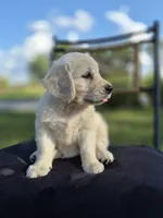 Allie --READY SEPT 26, a female Golden Retriever and English Cream Golden Retriever for sale in Auburn, KY – 1 of 8