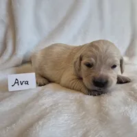 FULL AKC-- Ava --READY SEPT 26, a female Golden Retriever and English Cream Golden Retriever for sale in Auburn, KY – 2 of 8