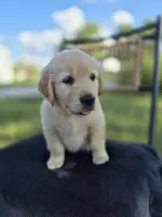 Amber --READY SEPT 26, a female Golden Retriever and English Cream Golden Retriever for sale in Auburn, KY – 8 of 9