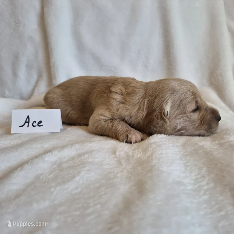 FULL AKC-- Ace --READY SEPT 26 – Golden Retriever, English Cream Golden Retriever puppy for sale in Auburn, KY
