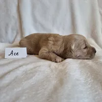 FULL AKC-- Ace --READY SEPT 26, a male Golden Retriever and English Cream Golden Retriever for sale in Auburn, KY – 1 of 8