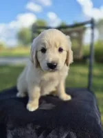 Atlas --READY SEPT 26, a male Golden Retriever and English Cream Golden Retriever for sale in Auburn, KY – 2 of 7