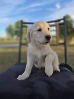 Allie, a female Golden Retriever and English Cream Golden Retriever for sale in Auburn, KY – 3 of 9
