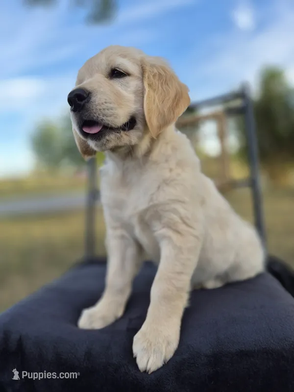 Ava --READY SEPT 26 – Golden Retriever, English Cream Golden Retriever puppy for sale in Auburn, KY
