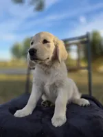 Allie, a female Golden Retriever and English Cream Golden Retriever for sale in Auburn, KY – 5 of 9
