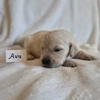 FULL AKC-- Ava --READY SEPT 26, a female Golden Retriever and English Cream Golden Retriever for sale in Auburn, KY – 7 of 8