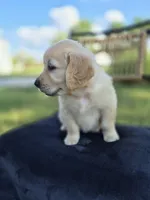 Amber --READY SEPT 26, a female Golden Retriever and English Cream Golden Retriever for sale in Auburn, KY – 2 of 9
