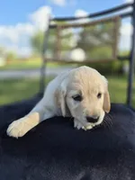 Ava --READY SEPT 26, a female Golden Retriever and English Cream Golden Retriever for sale in Auburn, KY – 5 of 9
