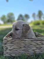 Ace --READY SEPT 26, a male Golden Retriever and English Cream Golden Retriever for sale in Auburn, KY – 8 of 10