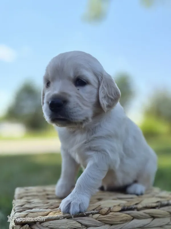 FULL AKC-- Ava --READY SEPT 26 – Golden Retriever, English Cream Golden Retriever puppy for sale in Auburn, KY