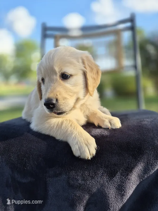 Aston --READY SEPT 26 – Golden Retriever, English Cream Golden Retriever puppy for sale in Auburn, KY