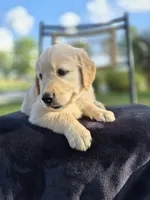 Aston --READY SEPT 26, a male Golden Retriever and English Cream Golden Retriever for sale in Auburn, KY – 1 of 9
