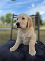 Aston , a male Golden Retriever and English Cream Golden Retriever for sale in Auburn, KY – 5 of 8