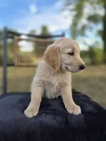 Aston , a male Golden Retriever and English Cream Golden Retriever for sale in Auburn, KY – 7 of 8