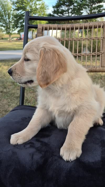 Aston , a male Golden Retriever and English Cream Golden Retriever for sale in Auburn, KY – 8 of 8