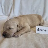 FULL AKC-- Amber --READY SEPT 26, a female Golden Retriever and English Cream Golden Retriever for sale in Auburn, KY – 1 of 4