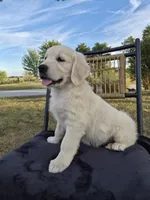 Annie, a female Golden Retriever and English Cream Golden Retriever for sale in Auburn, KY – 2 of 8