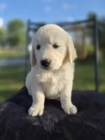 Avery --READY SEPT 26, a male Golden Retriever and English Cream Golden Retriever for sale in Auburn, KY – 7 of 8