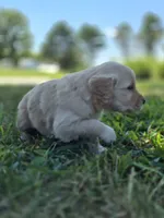 Ace --READY SEPT 26, a male Golden Retriever and English Cream Golden Retriever for sale in Auburn, KY – 3 of 10