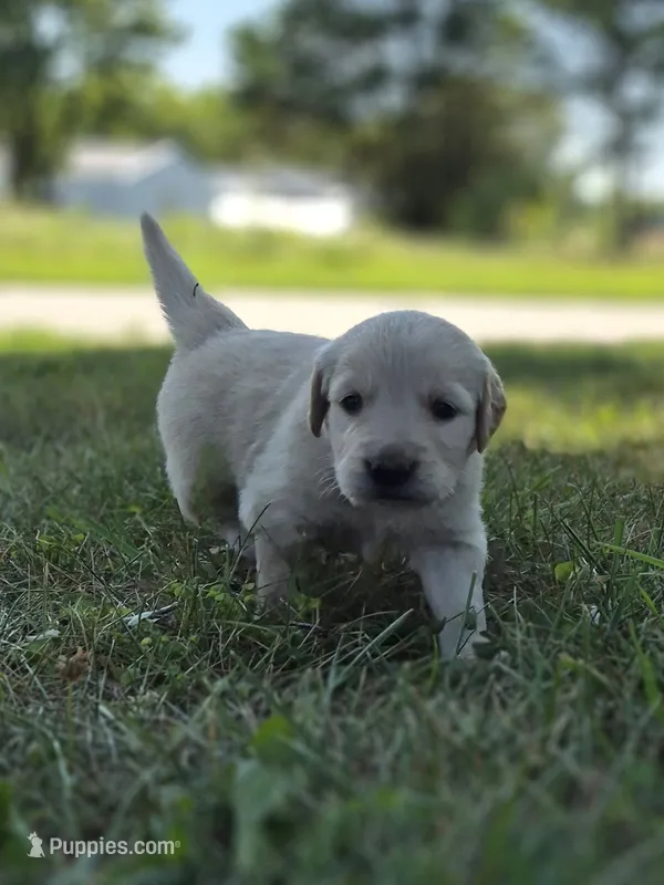FULL AKC-- Aston --READY SEPT 26 – Golden Retriever, English Cream Golden Retriever puppy for sale in Auburn, KY