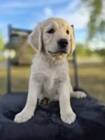 Allie, a female Golden Retriever and English Cream Golden Retriever for sale in Auburn, KY – 7 of 9