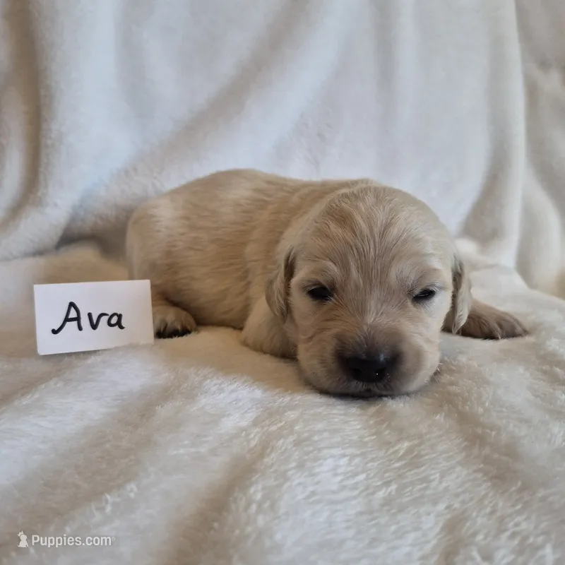 FULL AKC-- Ava --READY SEPT 26 – Golden Retriever, English Cream Golden Retriever puppy for sale in Auburn, KY