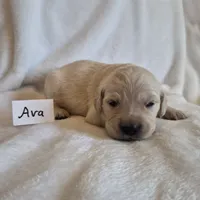 FULL AKC-- Ava --READY SEPT 26, a female Golden Retriever and English Cream Golden Retriever for sale in Auburn, KY – 1 of 8