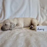 FULL AKC-- Avery --READY SEPT 26, a male Golden Retriever and English Cream Golden Retriever for sale in Auburn, KY – 4 of 4
