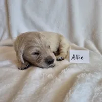 FULL AKC-- Allie --READY SEPT 26, a female Golden Retriever and English Cream Golden Retriever for sale in Auburn, KY – 2 of 6